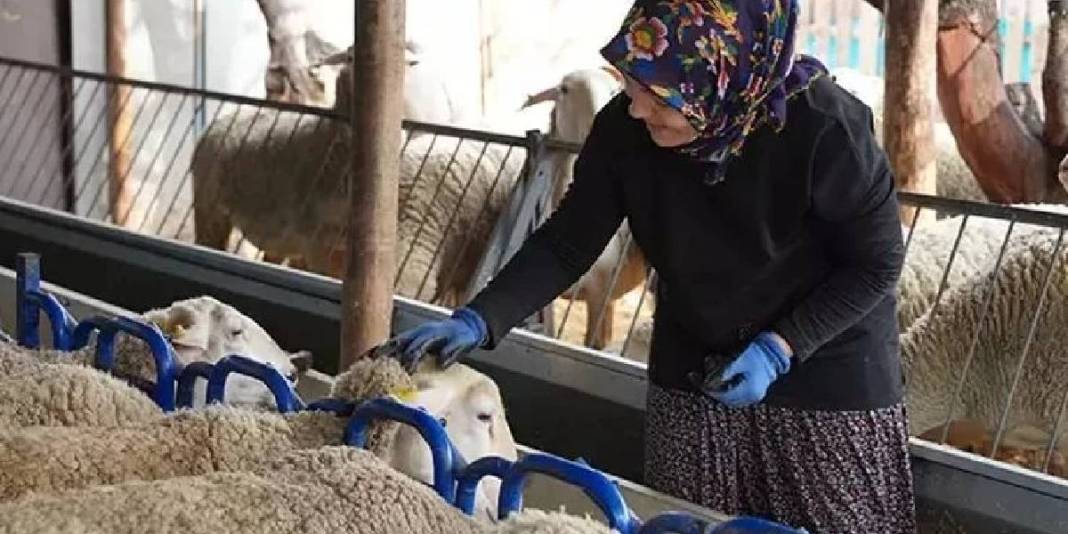 3 koyunla başlayan üretim serüveni: Süt ürünleri üretimi ve arıcılığı da el attı 4
